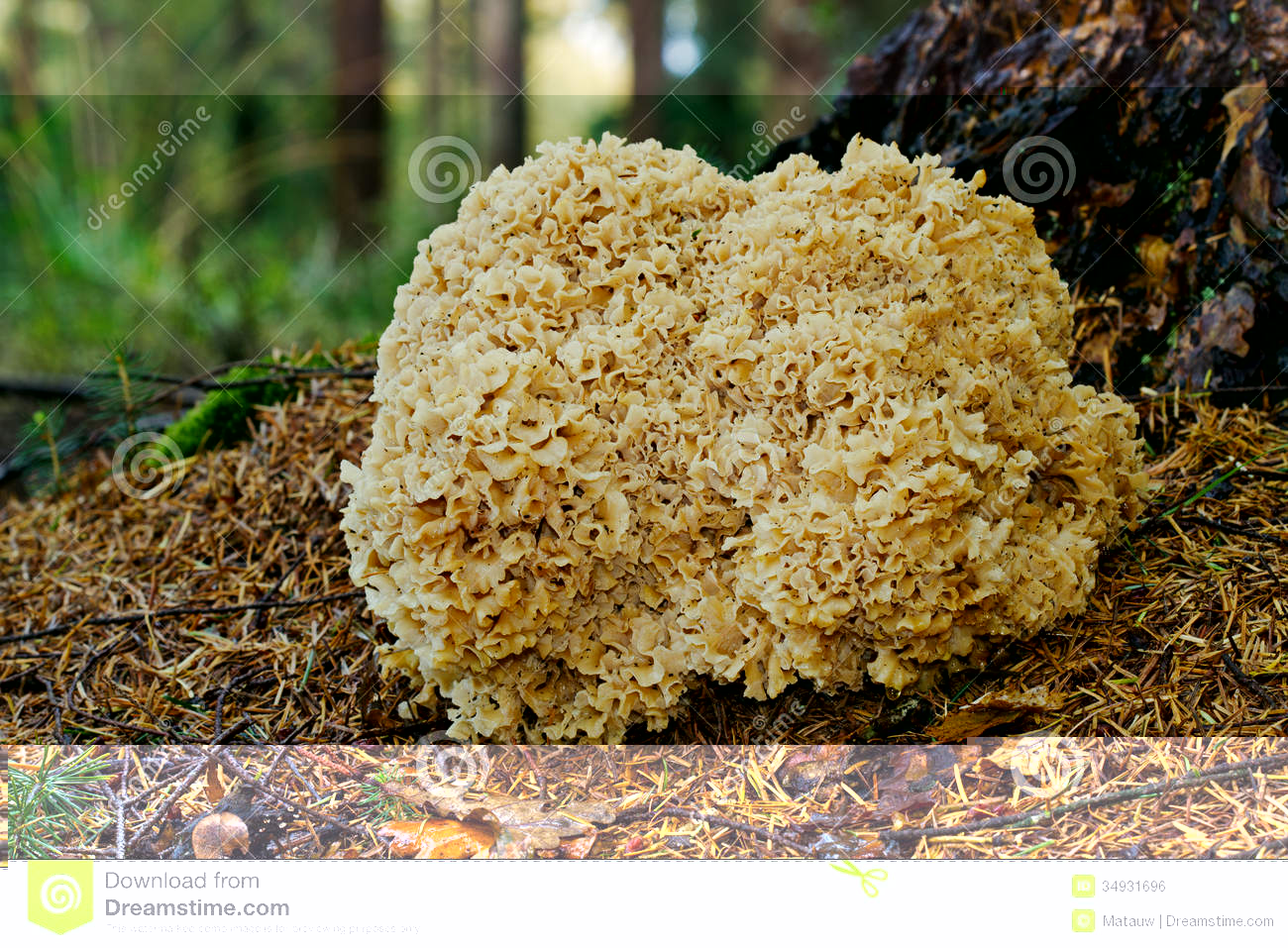 champignon-de-chou-fleur-34931696.jpg