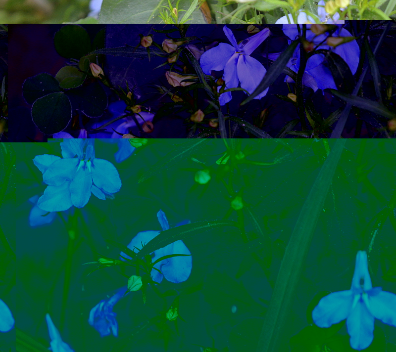 violettes.jpg
