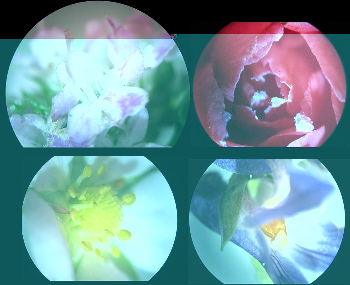 microfleurs.JPG