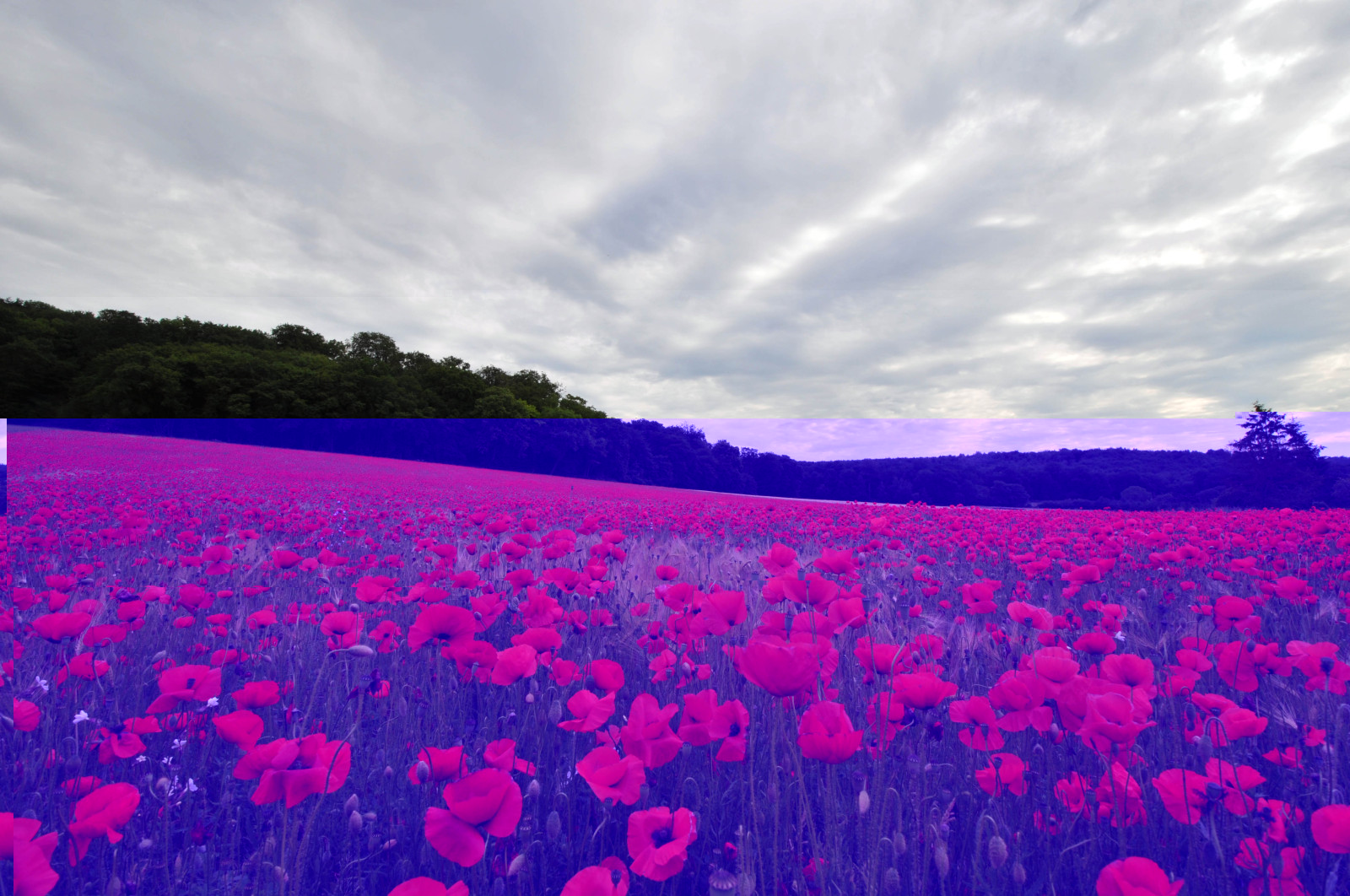 coquelicots.jpg
